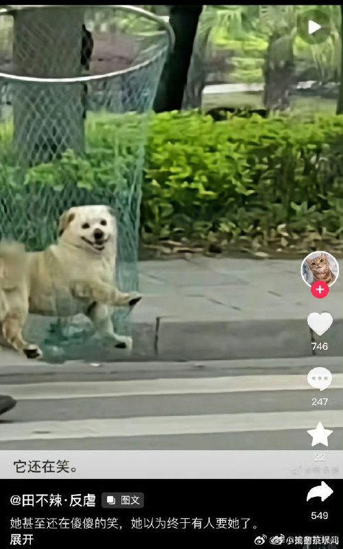 流浪狗的问题，是结构性矛盾，必须有人出来做“坏人”，而那些城市管理者、学校保安就扮演了“坏人”角色