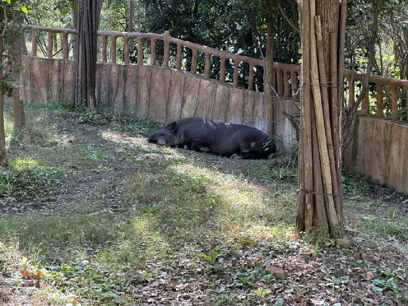 原来小猪佩奇不是猪 #无用但有趣的冷知识原来小猪佩奇不是猪 #无用但有趣的冷知识