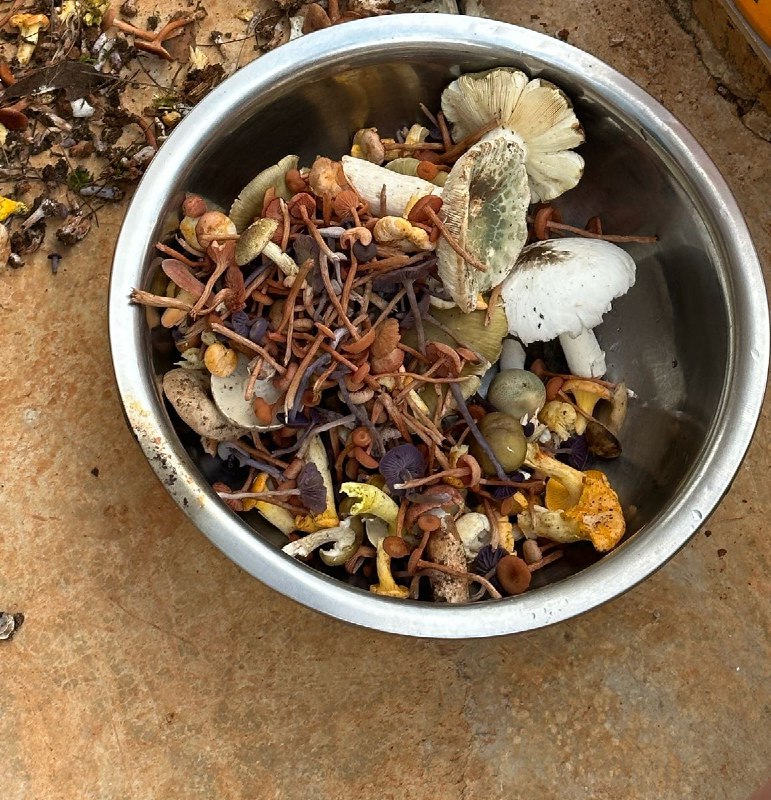 为什么云南人吃菌子总是中毒？捡回来的是混杂的，盆外的是挑出来不能吃的