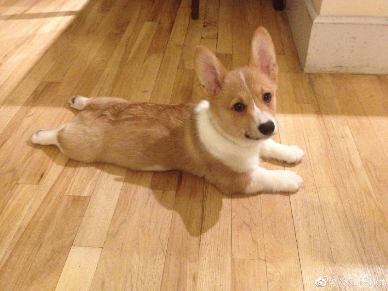柯基喜欢趴下然后把后腿伸展开，这种坐姿有个专门的词，叫“sploot”