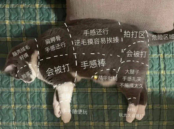 撸猫指导图