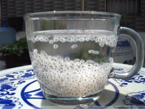 冷知识，饮料中的明列子，其实是罗勒的种子 #无用但有趣的冷知识