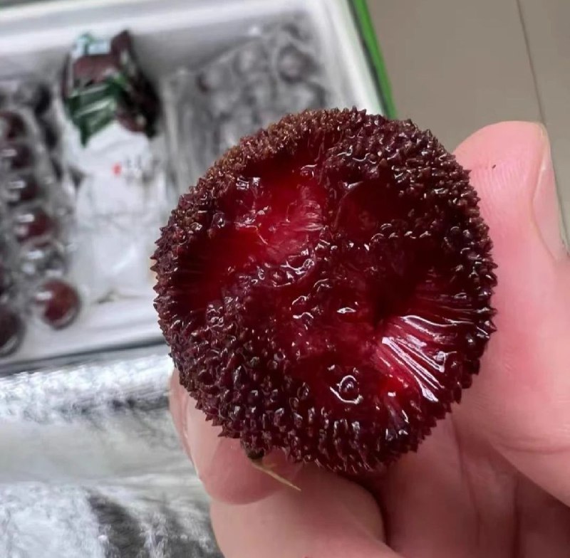 吃个杨梅，都能轻轻松松学到一卡车的知识！这就是我喜欢小红书其中一大原因🤣🤣🤣 #无用但有趣的冷知识吃个杨梅，都能轻轻松松学到一卡车的知识！这就是我喜欢小红书其中一大原因🤣🤣🤣 #无用但有趣的冷知识